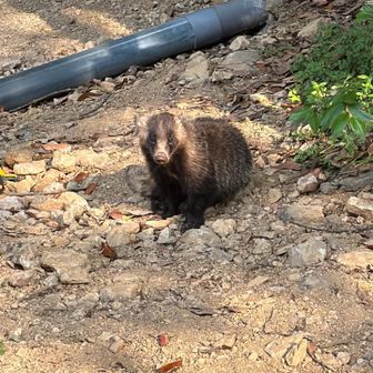 アナグマ🦝に遭遇‼️