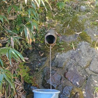 銀玉水でございます。美味しいです