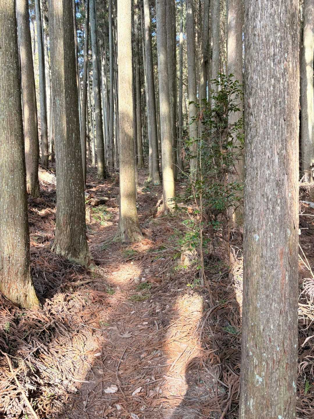好きな道