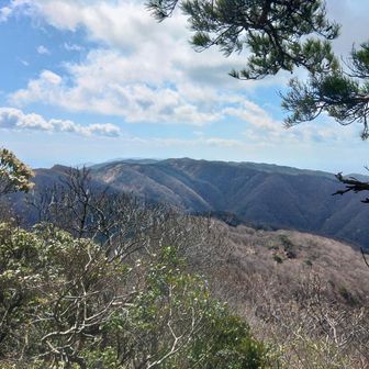 踏み跡が濃くなった林の先では、小倉山がよ～見えます
P826付近にはアカヤシオ？が咲き乱れ、ピンクのショールを羽織ったような西斜面🌸
