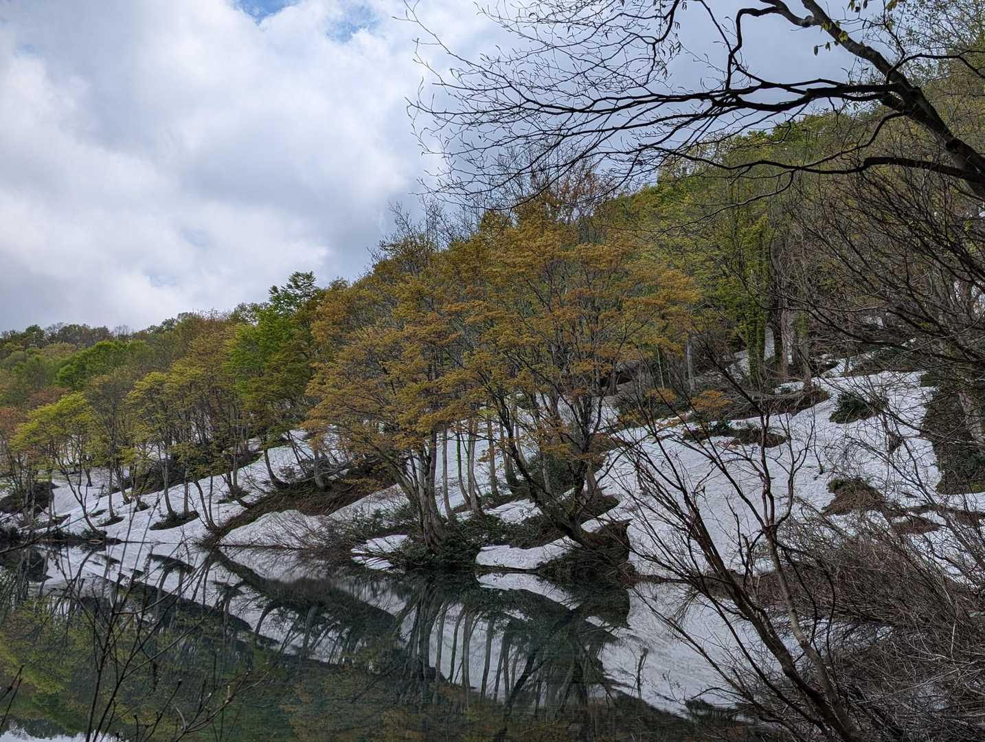 ブナ林に対抗している、ちょっと紅葉チックな木（角間池）