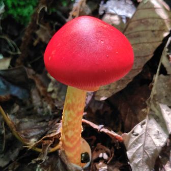 タマゴタケ!?🍄
まるでおもちゃのようなテカテカつるつるした鮮やかな色の傘🔴
ホントにタマゴタケだとすれば、食べれるみたい…私は眺めるだけですが…🤭