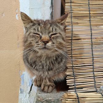 イチゴイチエ🌱