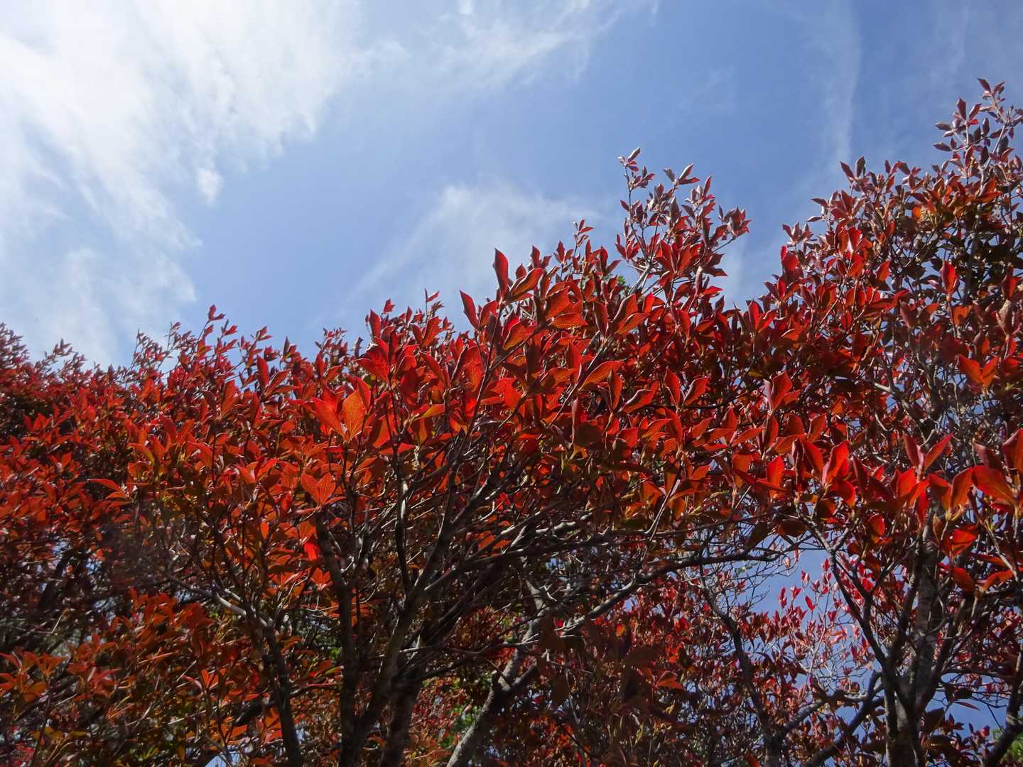 青空と紅葉