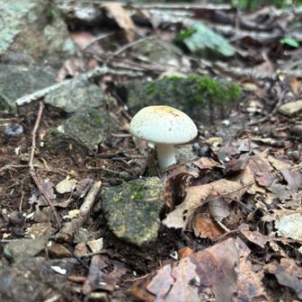 きのこん1🍄‍🟫