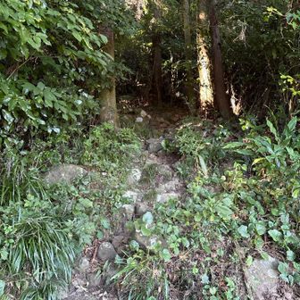 分岐からまずは八天山へ向かう