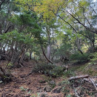 渡河直後の急登。あいかわらずキツイ。