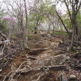 いきなりの急登