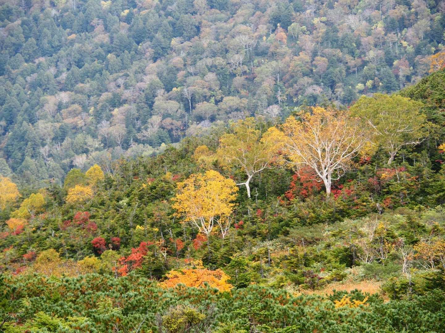 鳩待峠-至仏山-山ノ鼻 周回コースの写真