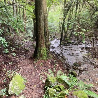 西沢からエスケープして下山
水量多かった
