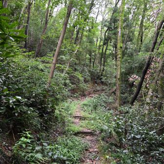 登山道はこんな感じ。蜘蛛の巣が凄い状況😓