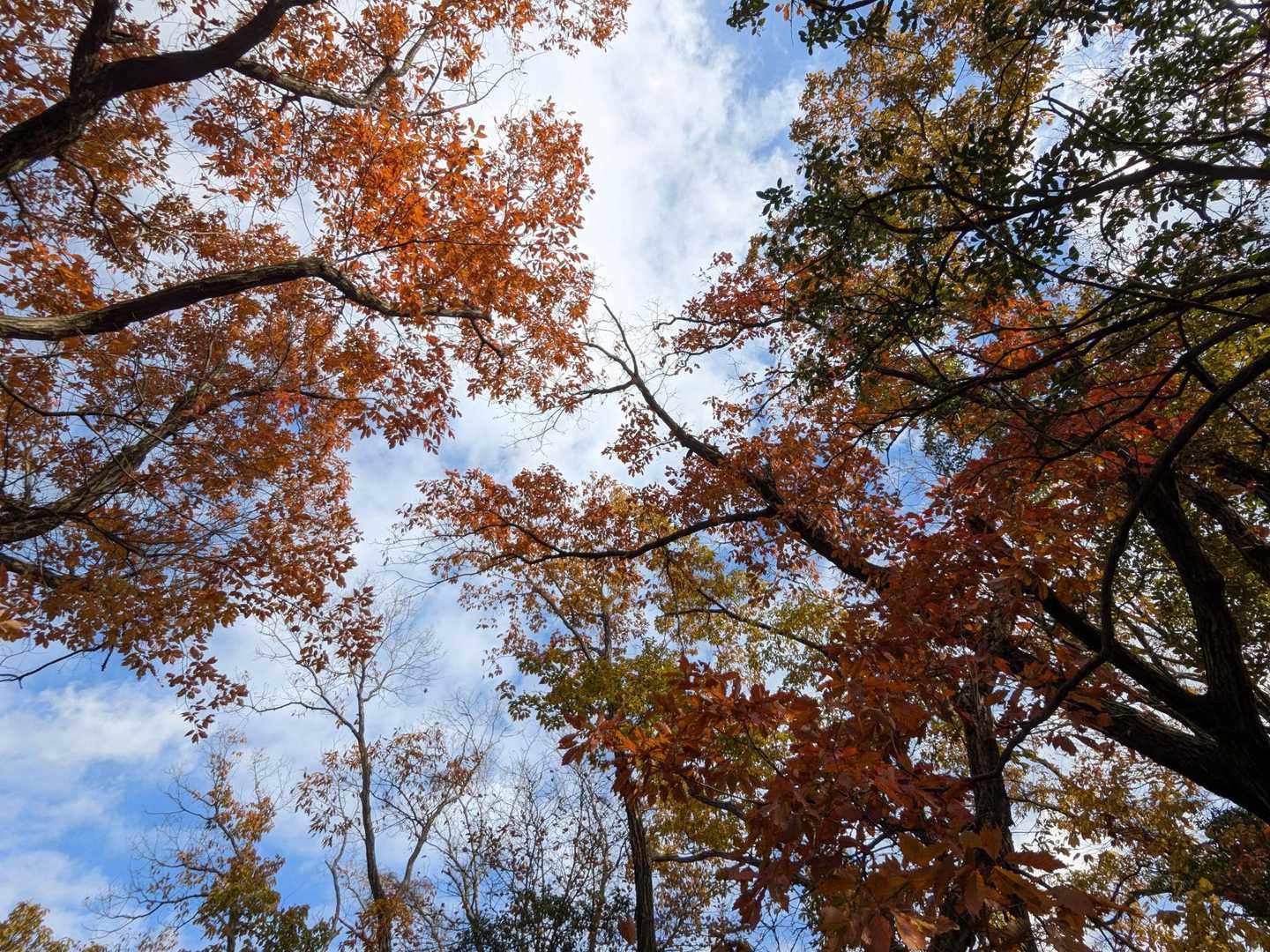 ダイヤモンドトレール起点-穴虫峠-ダイトレ北入口-二上山 往復コースの写真