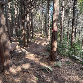 とっても歩きやすい