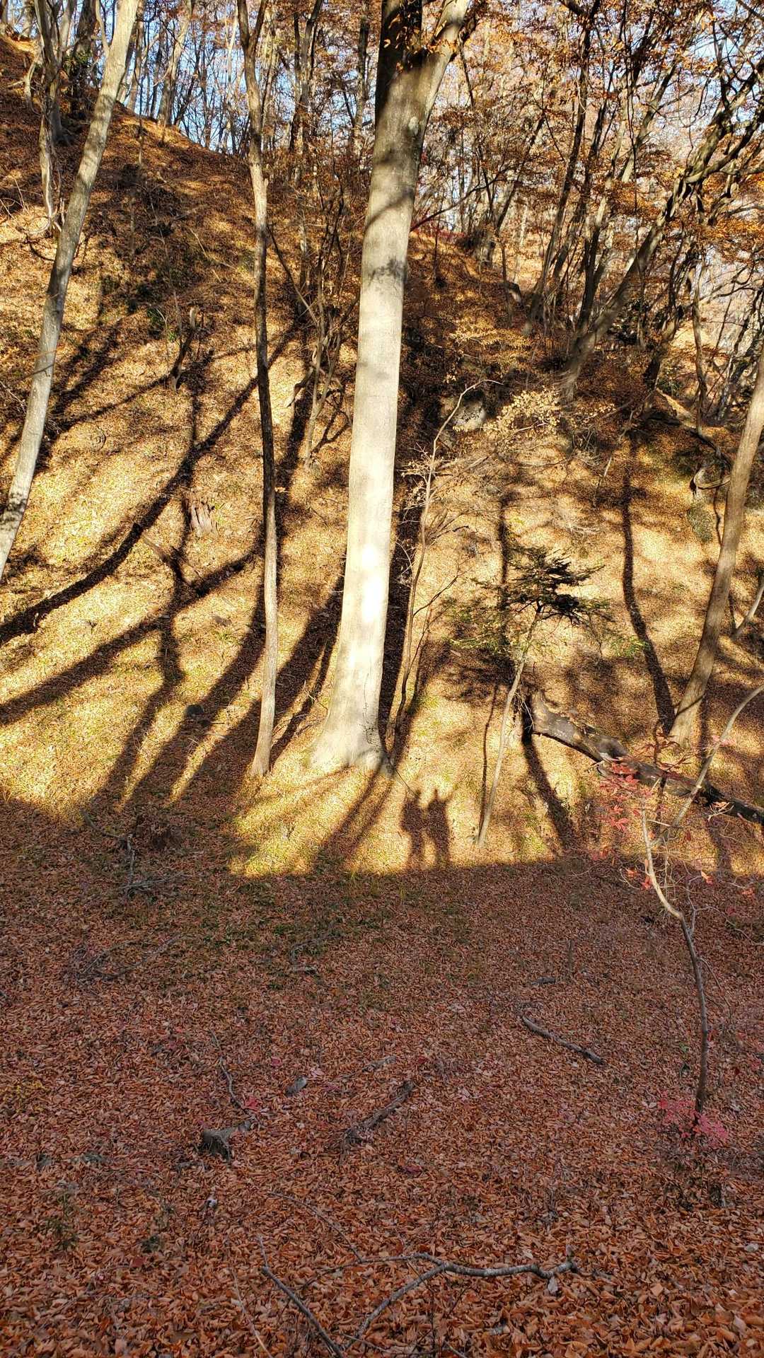 古谷登山口-密岩登山口-岩櫃山-赤岩登山口 周回コースの写真