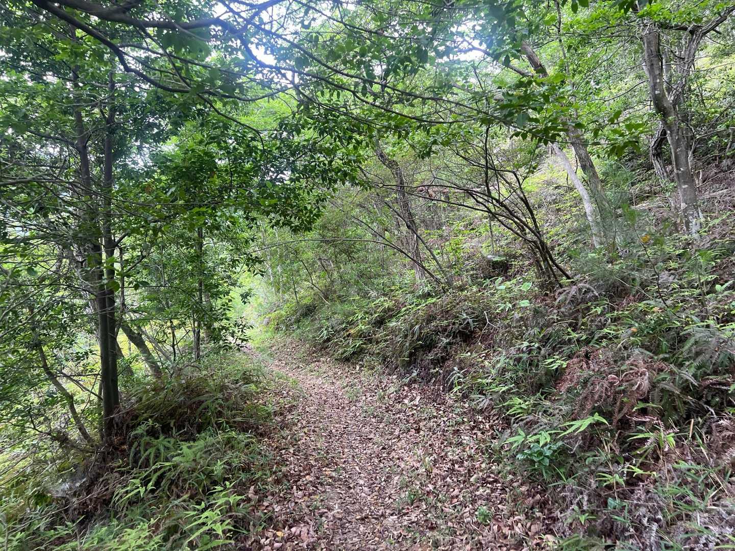 矢筈山 周回コースの写真