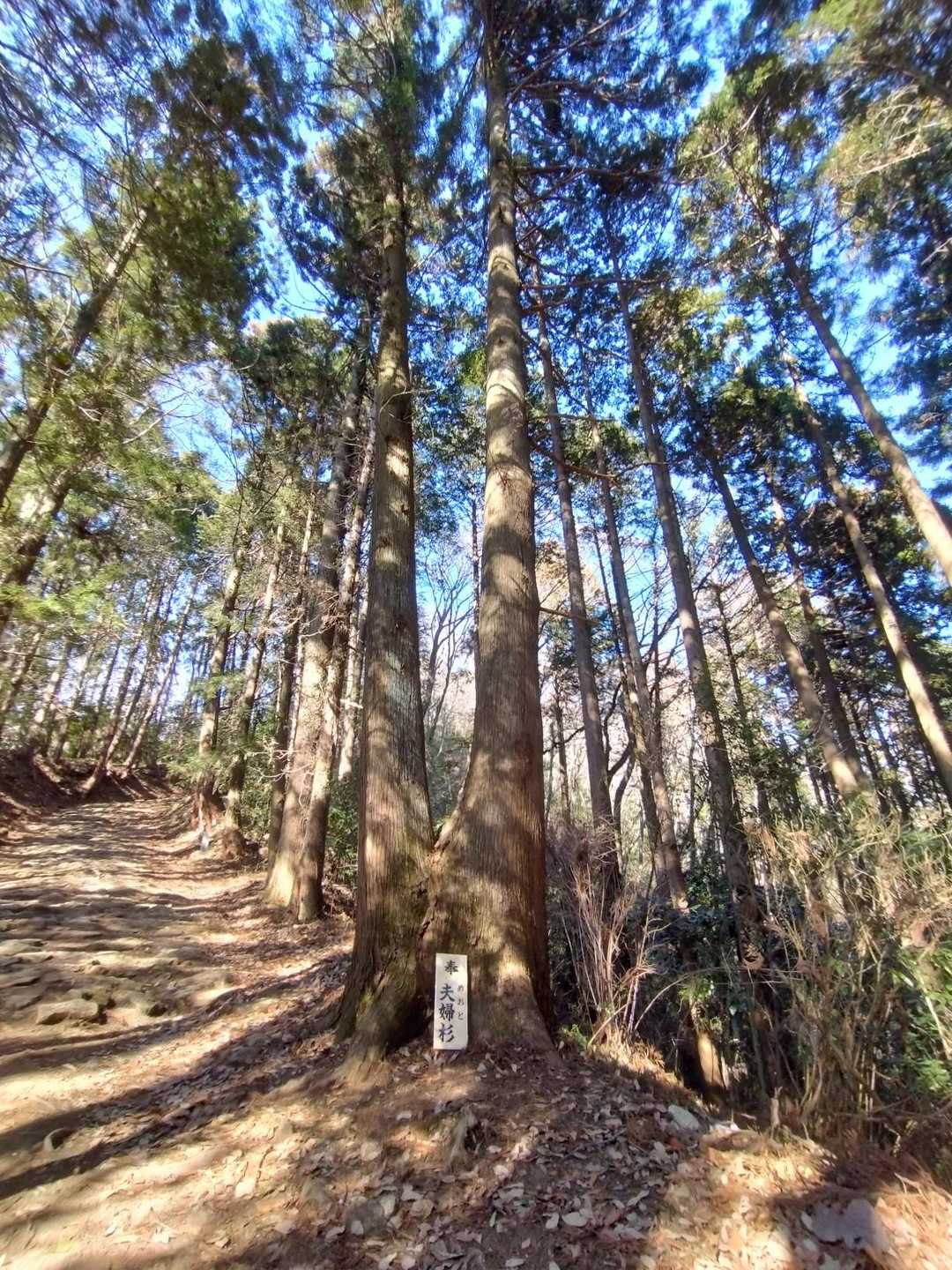 夫婦杉🌲