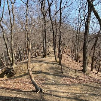 伯母子岳の稜線に雰囲気が似ています。
