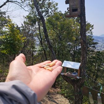 まるまる山から戻ってきて、もう一度挑戦。
今度は姿が見えました！
小さくてとっても可愛いです😆
段々と近くまできていたのですが、この日暑くて☀️😵…。
根気負けしました。

とっても楽しい時間が過ごせました。
ありがとうございました✨️

次のお山に向かいます😊