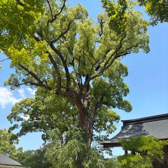竈門神社に無事下山

はぁ…
裏宝満山、ディープだったよ。