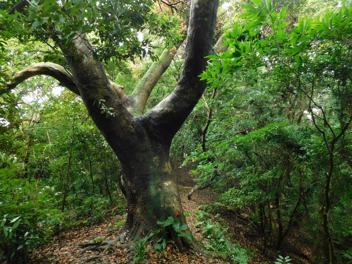 灘山登山口-灘山 縦走コースの写真