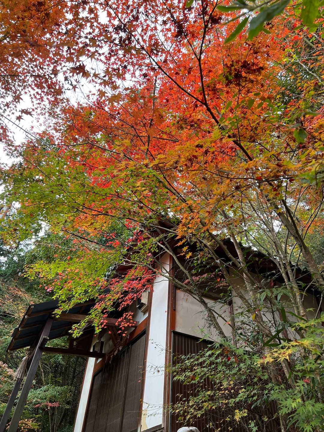 二上山登山口-二上山-祐泉寺-岩屋峠-岩屋 往復コースの写真