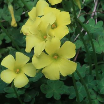 駐車場のオオキバナカタバミ