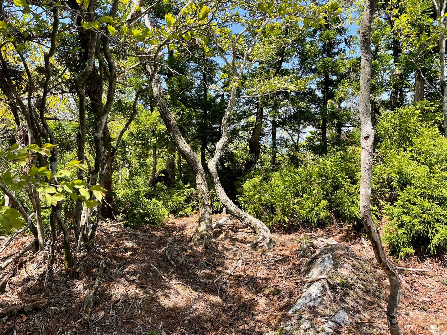 何にも無い"次郎坊山"に直ぐに到着ッス❗️
何かないかと少し探しましたが…何にも無いので…