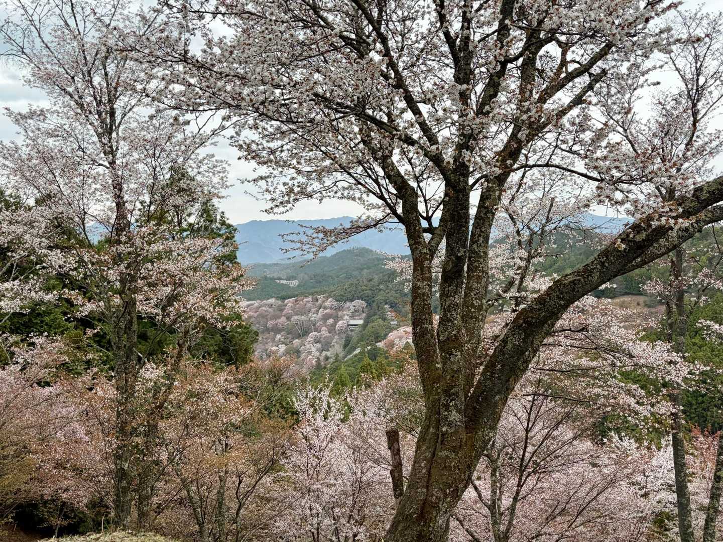 金峯山寺-韋駄天山-吉水神社 往復コースの写真