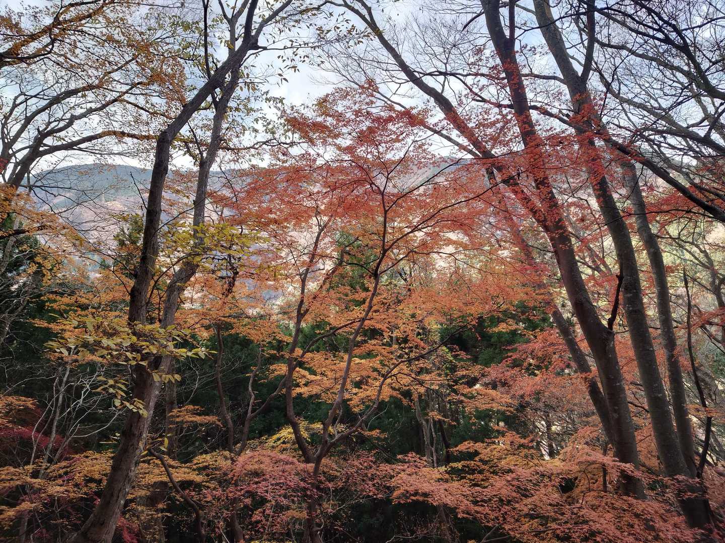 大室山 往復コースの写真