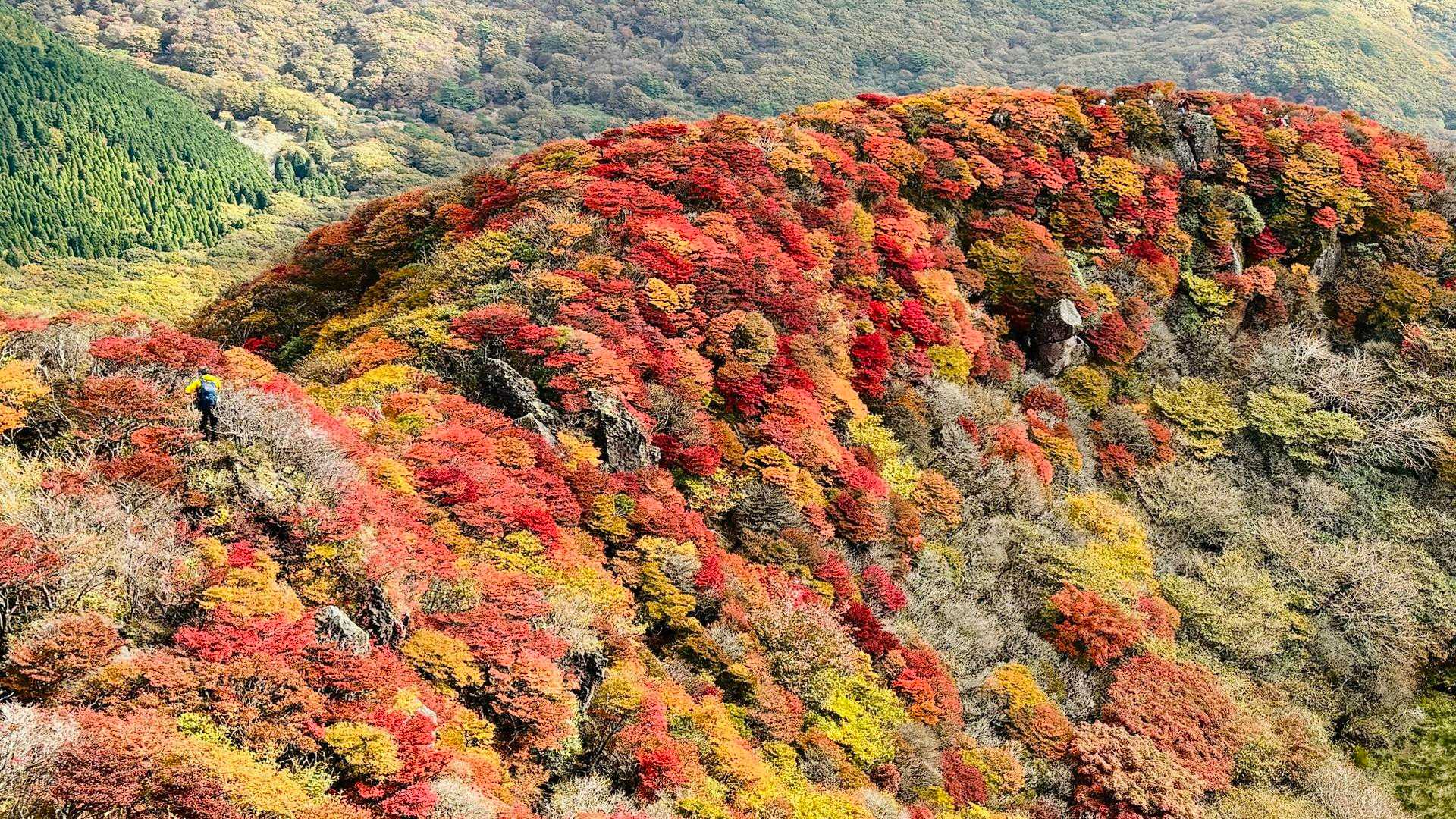 ミヤマキリシマと紅葉どちらも楽しめる三俣山への最短ルートの写真