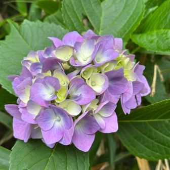 本日最後に見た駐車場近くの紫陽花

最後までご覧下さり、ありがとうございました😊