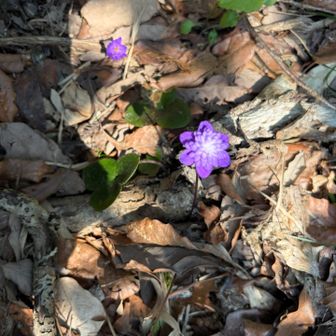 この花ヒラヒラいっぱいある！