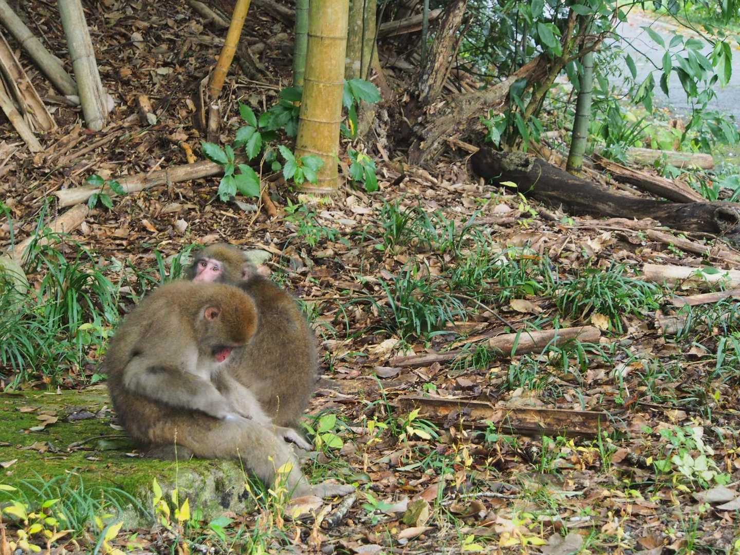 麓にはお猿さん🐒