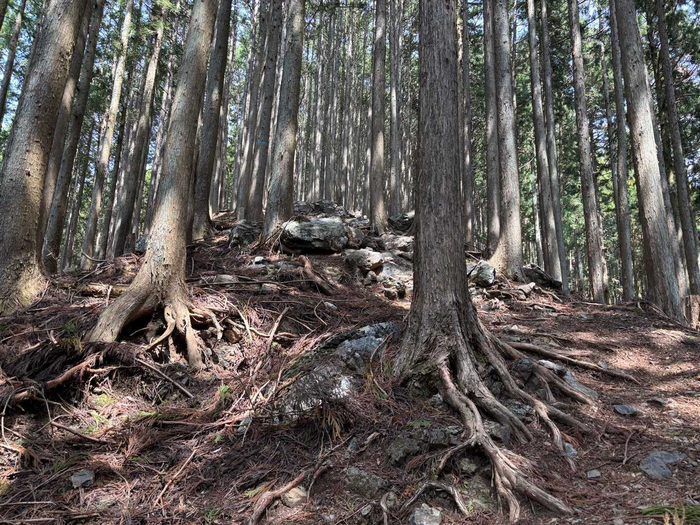 え…なにこの急登は…
泣きたい