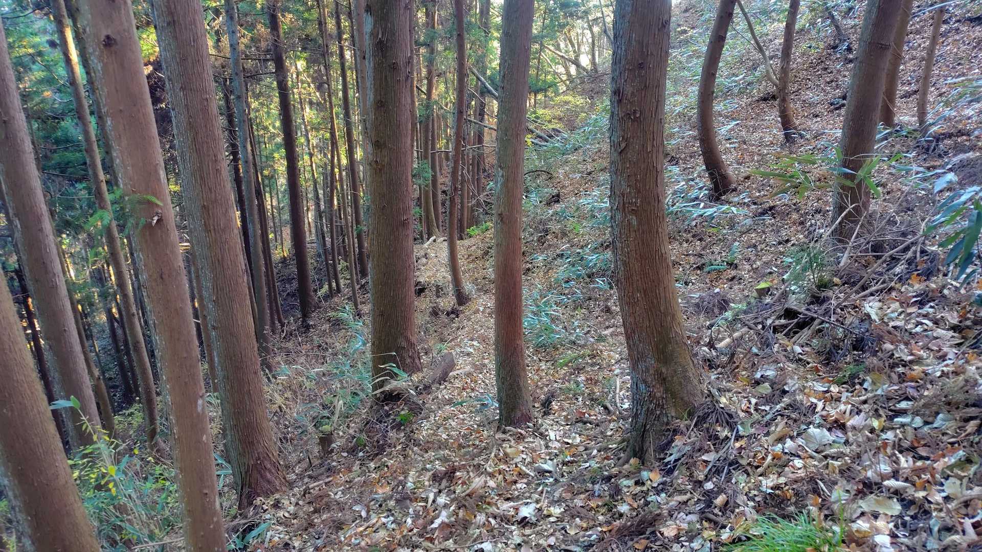下りはカタクリコース
傾斜が緩いので歩きやすい☺️