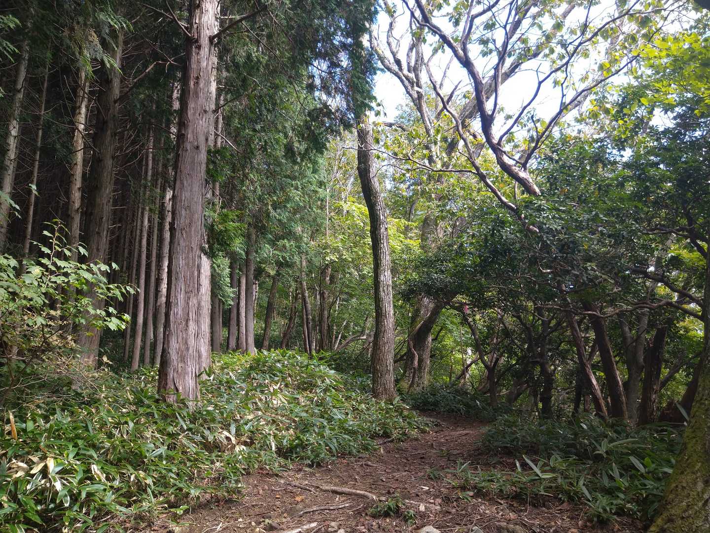 やっと尾根に出ました