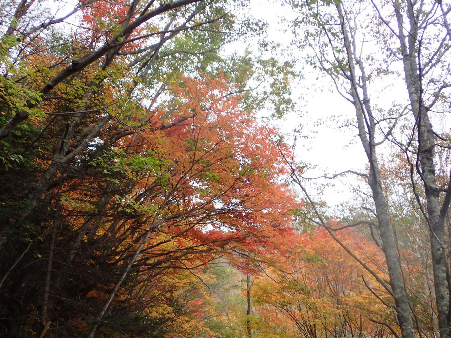 紅葉を楽しめました😃