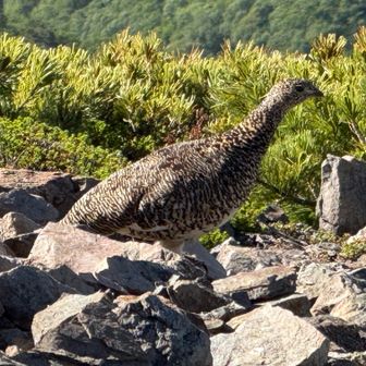 KOGUREN