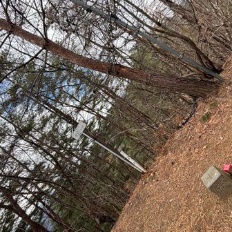 神楽山　周り黒いですね、、
上の方は生きてます。長く燃えてたのにすごい。