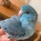 にょこ