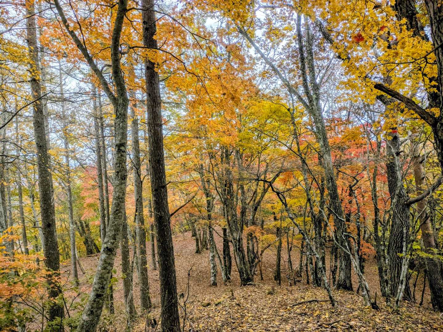 🍁