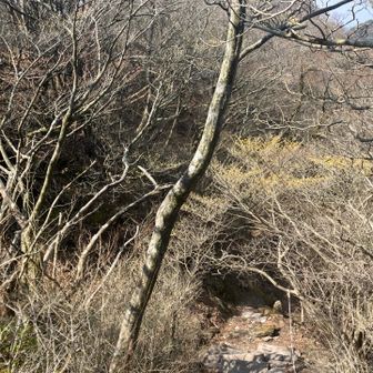 第1集落多良権現広場下は多いけど遠すぎて良く見えない😮‍💨