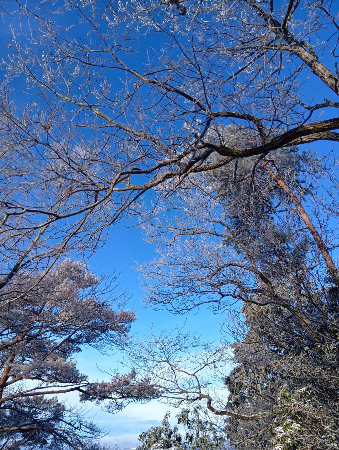 霧氷