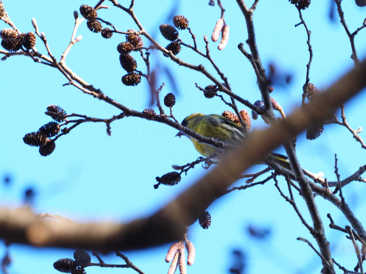 🐦️マヒワだ❗