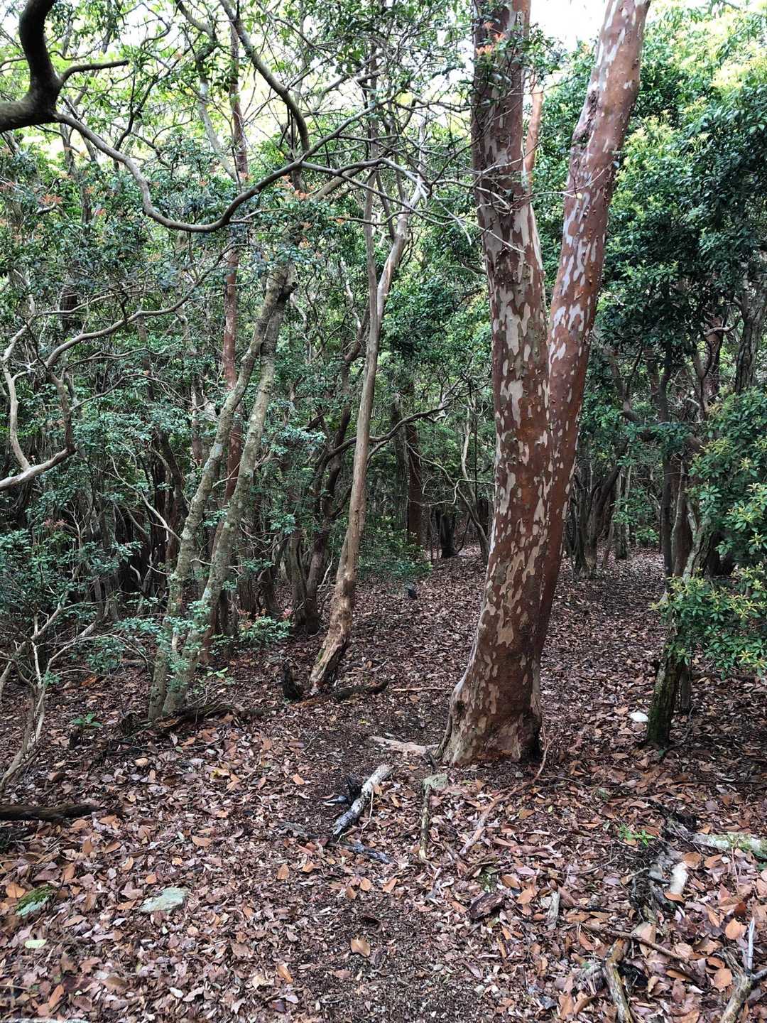 獅子ヶ岳へ樹木に突入🌳