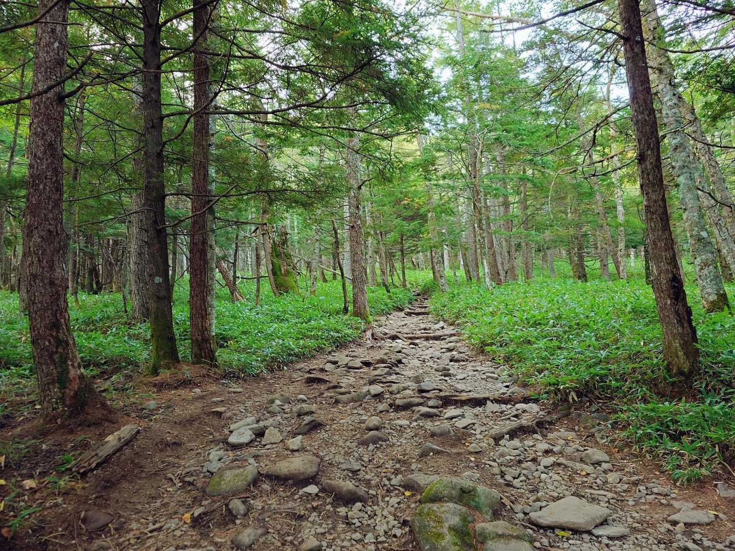 登り始めは緩やかな傾斜の登山道が、鳥のさえずりに包まれた爽やかな森の中へと続いていく。