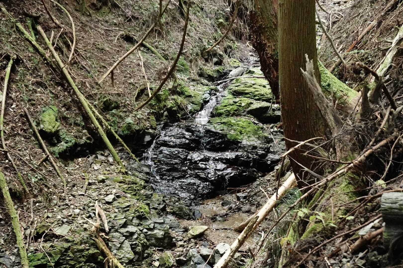 山であまり見ない黒い岩🪨
花崗岩みたいにきっと名前があるんやろな。
わからんけど😅