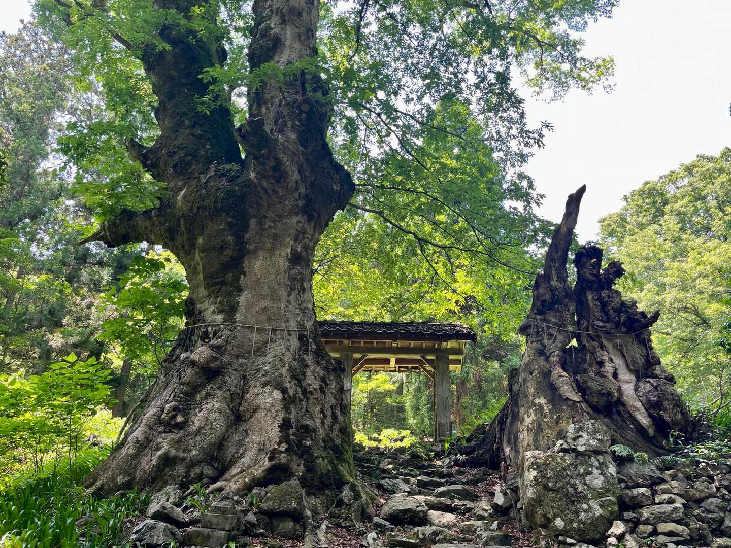 呉枯ノ峰（近江百山）・田上山 / カエンダケの登山データ | YAMAP
