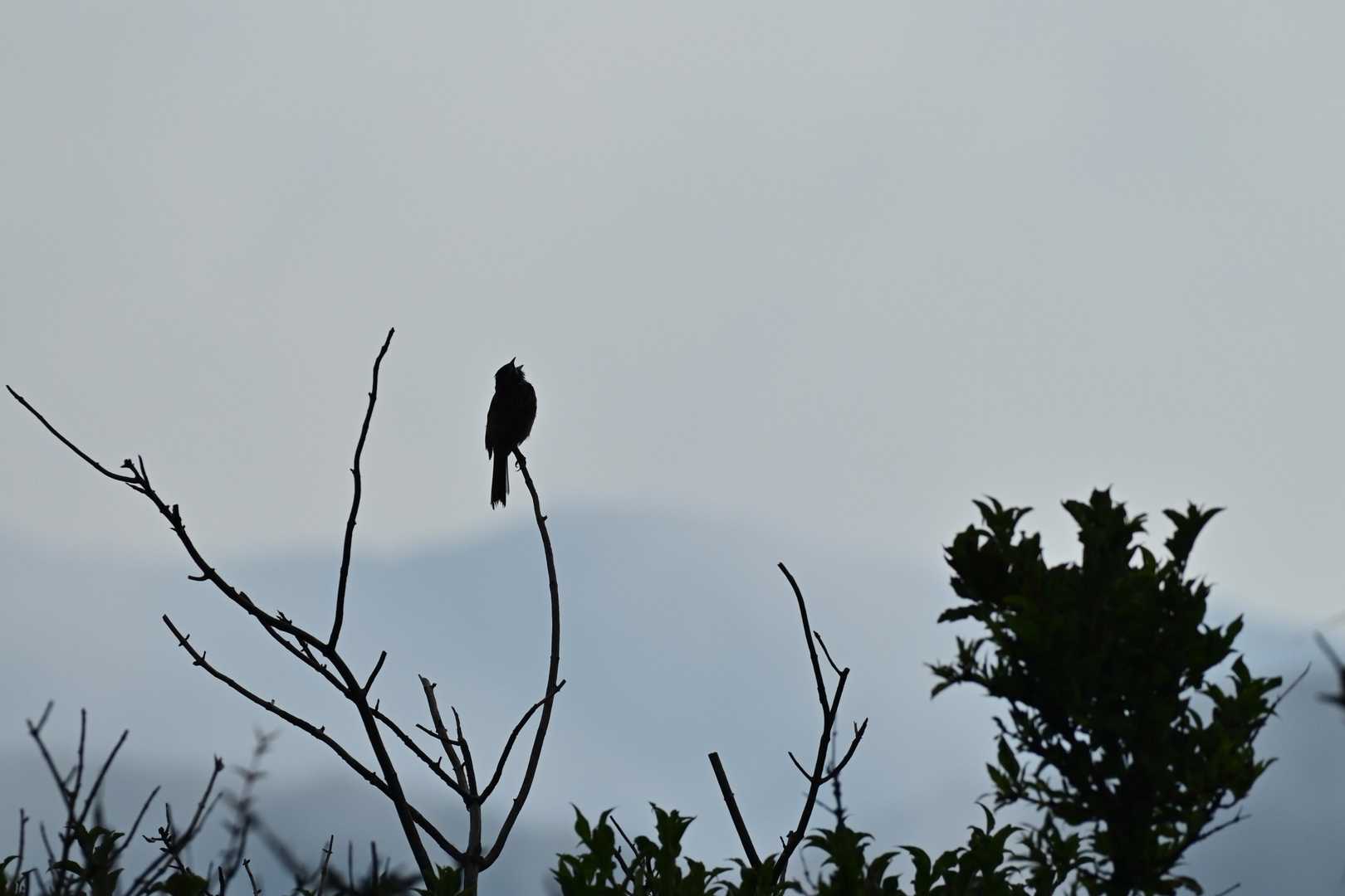 ホオジロ?元気に囀ってました