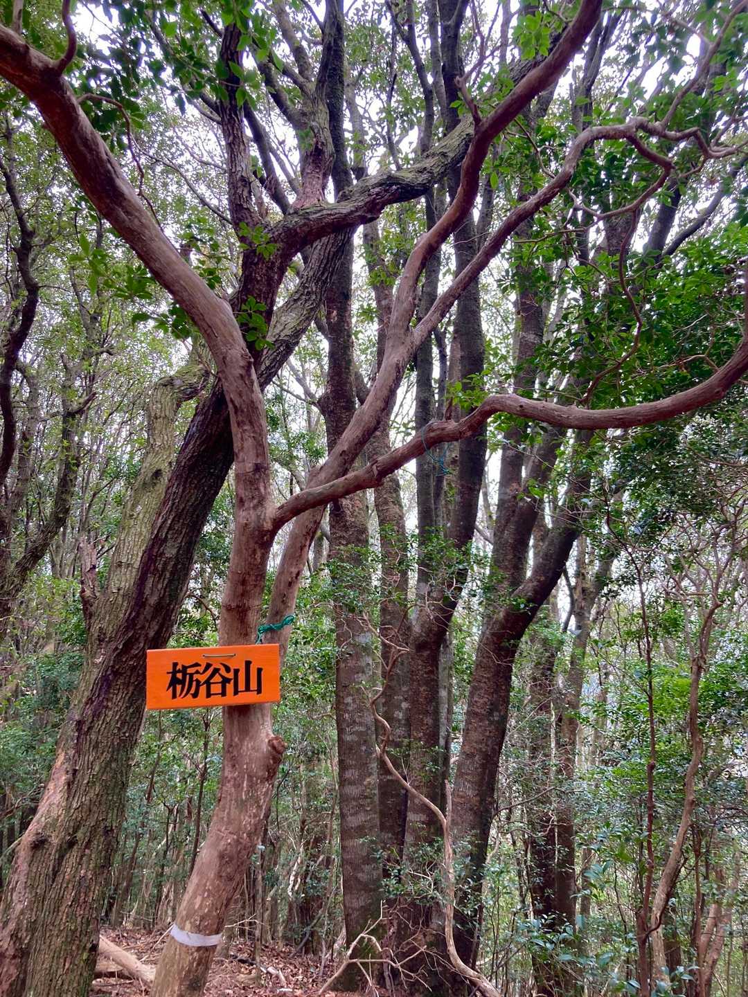 藤越-栃谷山-釈迦岳-釈迦岳 往復コースの写真